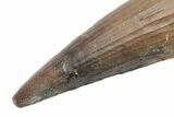 Spinosaurus Tooth - Composite Dinosaur Tooth #214328-2